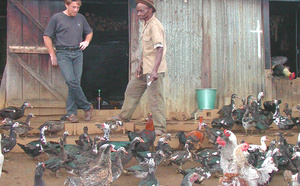 ​La basse-cour et le congélateur